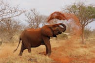 An African elephant playfully throws dust in a vibrant savanna landscape.