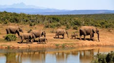 A stunning image of African elephants by a watering hole in the wilderness.