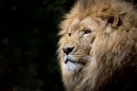 Close-up of a lion basking in the sunlight, showcasing its majestic mane and fierce expression.
