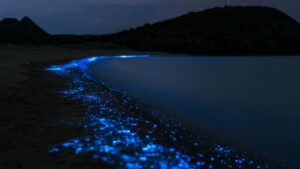 Bioluminiscencia
